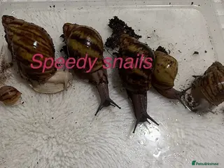 Snails invertebrates Ovum snails - Advert 1