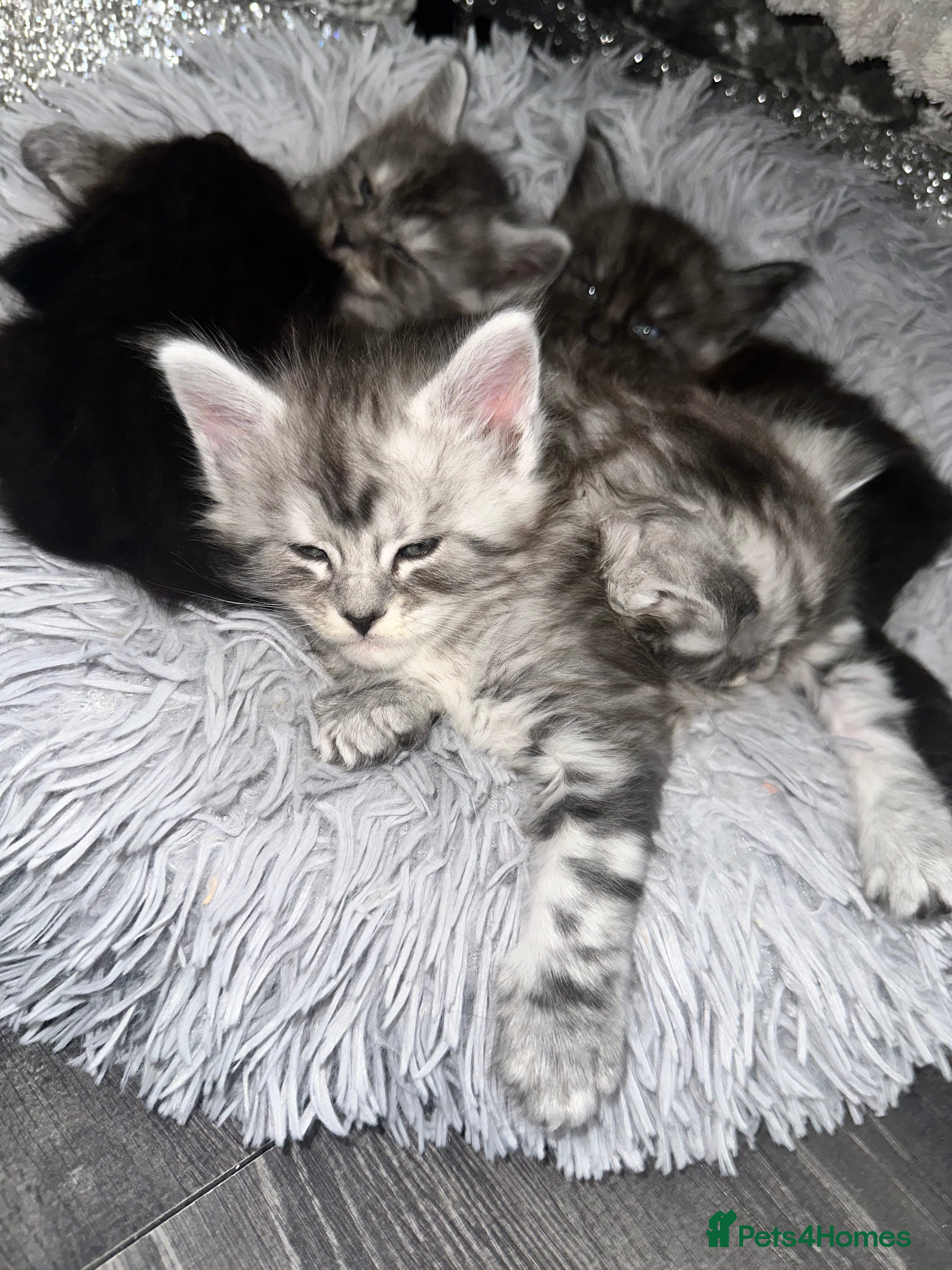 Maine Coon cats XXL Champion Sired Maine Coon Kittens  - Advert 1