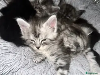 Maine Coon cats XXL Champion Sired Maine Coon Kittens - Advert 1