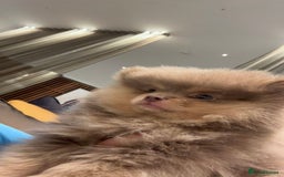 Pomeranian dogs for stud: Beautiful POMERANIAN ready for stud 🐻 - Image 5