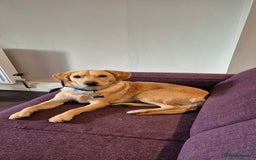 Mixed Breed dogs for sale: 1 year old for sale  - Image 1