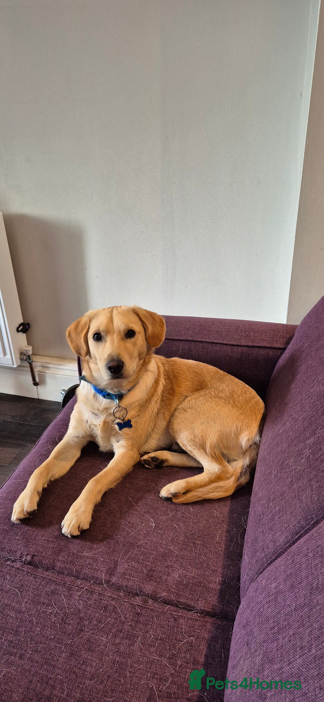 Mixed Breed dogs for sale: 1 year old for sale  - Image 1