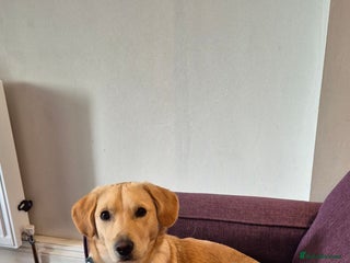 Mixed Breed dogs for sale - Advert 1