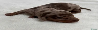 Miniature Dachshund Puppy 1