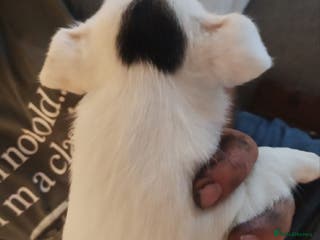 Jack Russell dogs Jack Russel Puppies - Advert 1