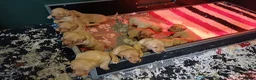 Labrador Retriever dogs for sale: YELLOW VARIATIONS LABRADOR PUPPIES FOR SALE  - Advert 2