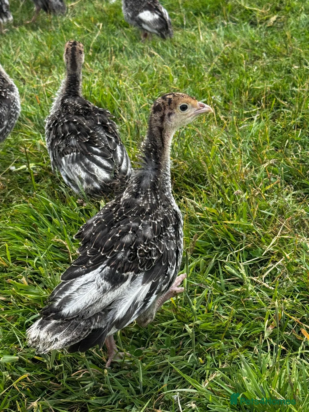 Turkeys poultry for sale: Bronze Turkey Poults  - Advert 2