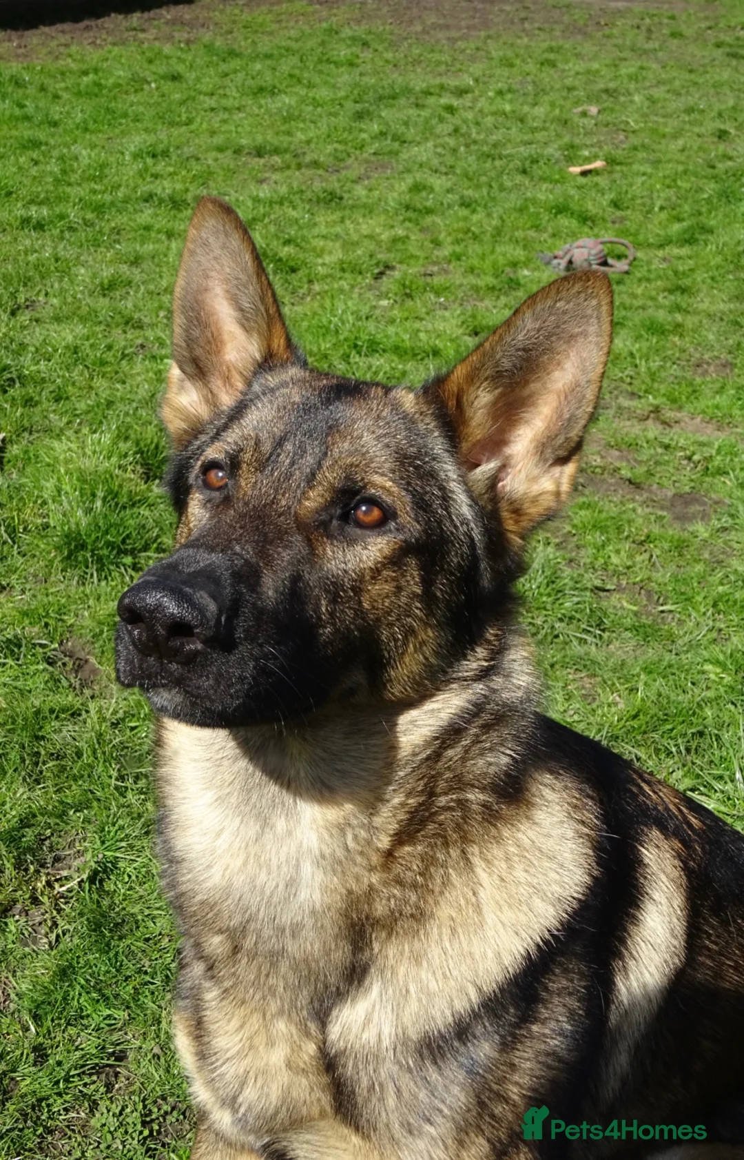 German Shepherd dogs for sale: German shepherd Czech line pups kc registered  - Advert 9