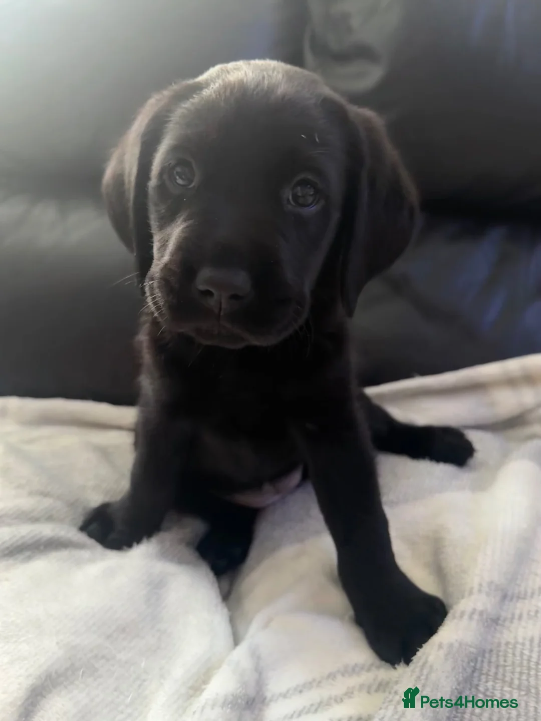 Labrador Retriever dogs for sale: Black Labrador - Advert 2
