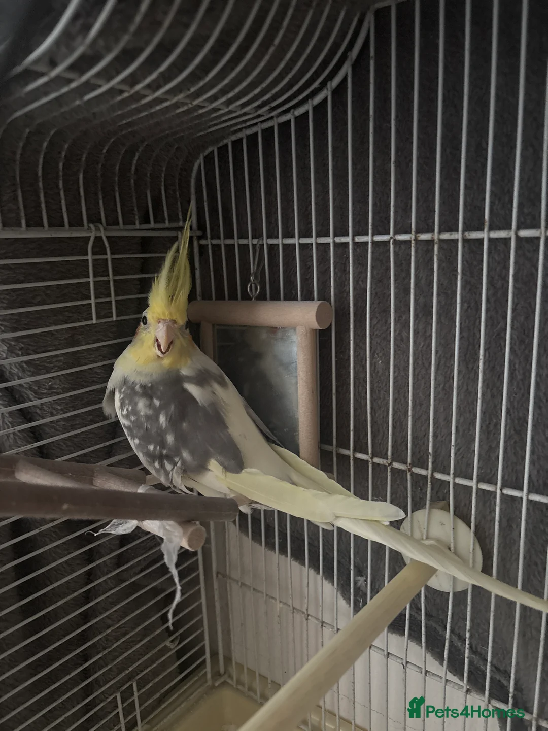 Cockatiels birds for sale: Cockatiel  - Advert 1