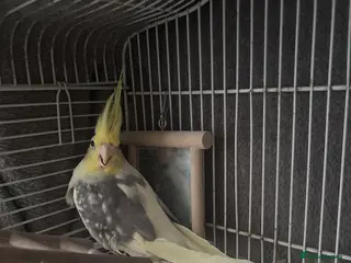 Cockatiels birds Cockatiel - Advert 3