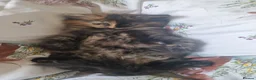 Maine Coon cats for sale: Five kittens looking for forever home.  - Advert 10
