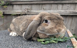 French Lop rabbits for sale: 2 Year Old Proven French Lop Agouti Doe  - Image 2