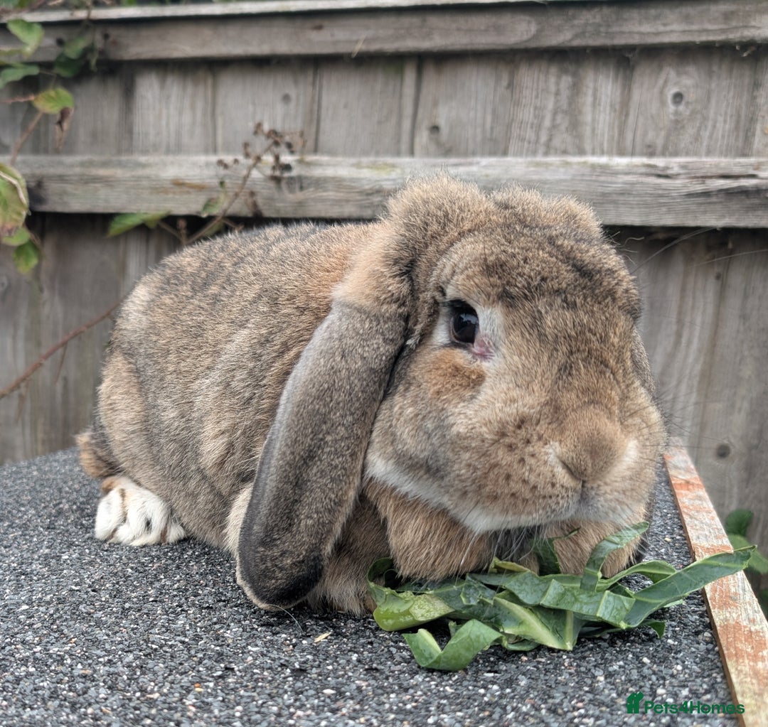 French Lop rabbits for sale: 2 Year Old Proven French Lop Agouti Doe  - Image 2