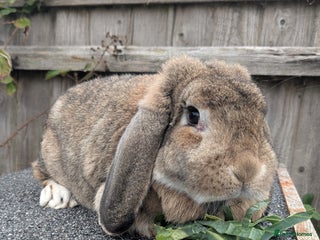 French Lop rabbits - Advert 29