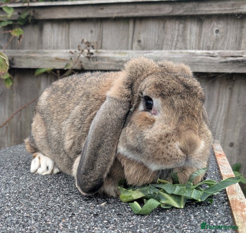 French Lop rabbits - Advert 4