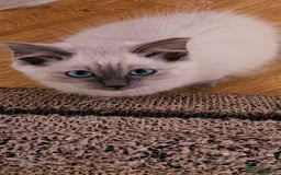 Ragdoll cats for sale: Loving half Ragdolls - Image 16