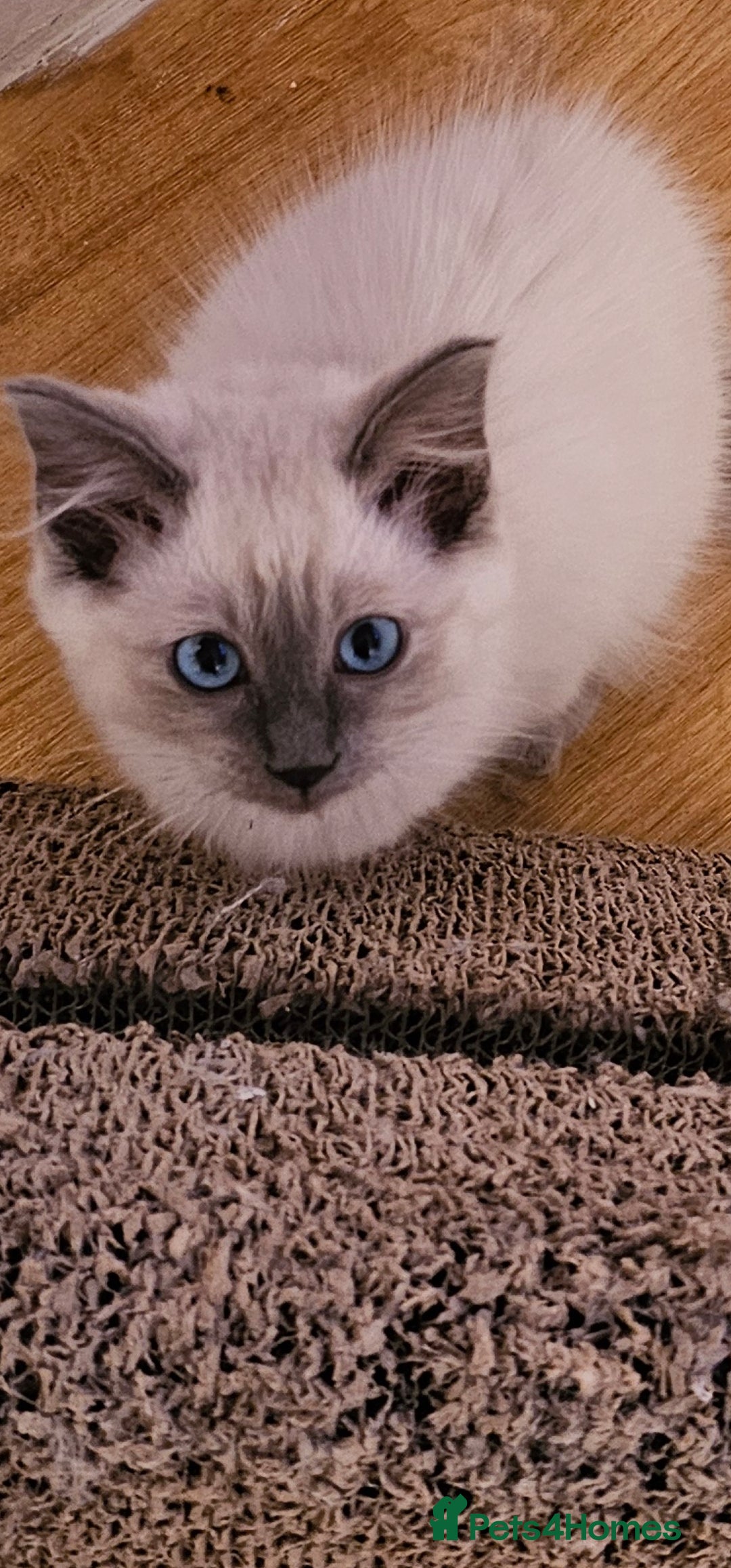 Ragdoll cats for sale: Loving half Ragdolls - Image 16
