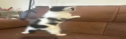 Mixed Breed cats for sale: Beautiful kittens - Advert 16