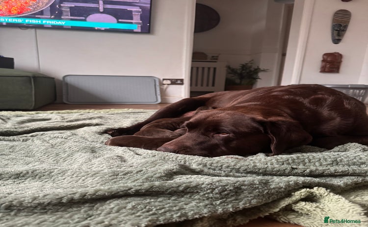 Labrador Retriever dogs - Advert 1