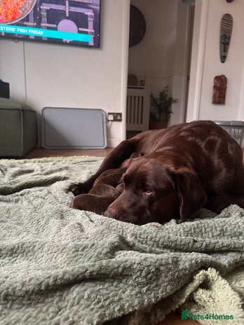 Labrador Retriever dogs - Advert 1