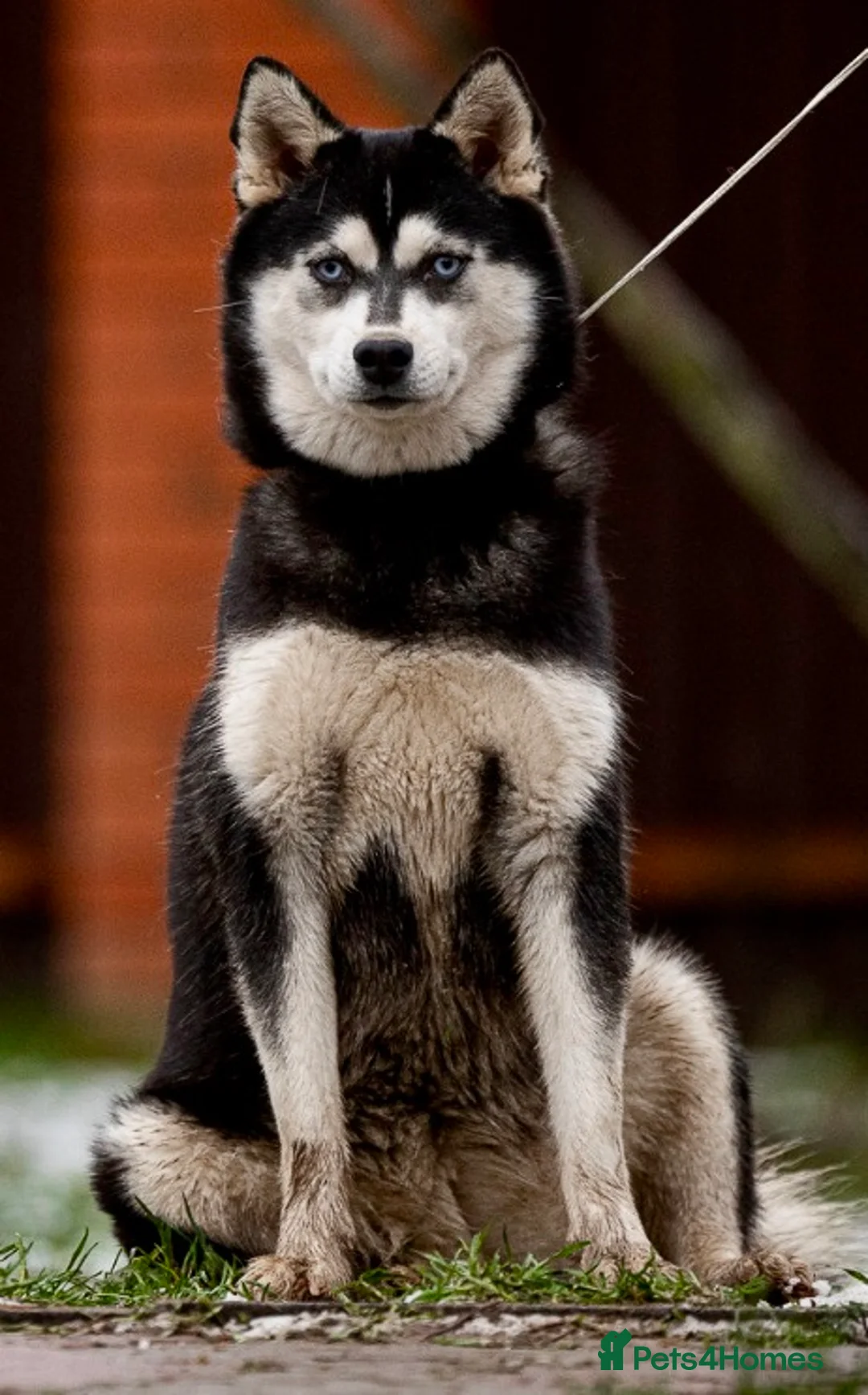 Pomsky dogs for adoption: LARA – Blue-eyed, Female Pomsky  - Advert 2