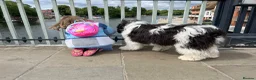 Polish Lowland Sheepdog dogs for sale: Rare Polish Lowland Sheepdog puppy girl available. - Advert 8