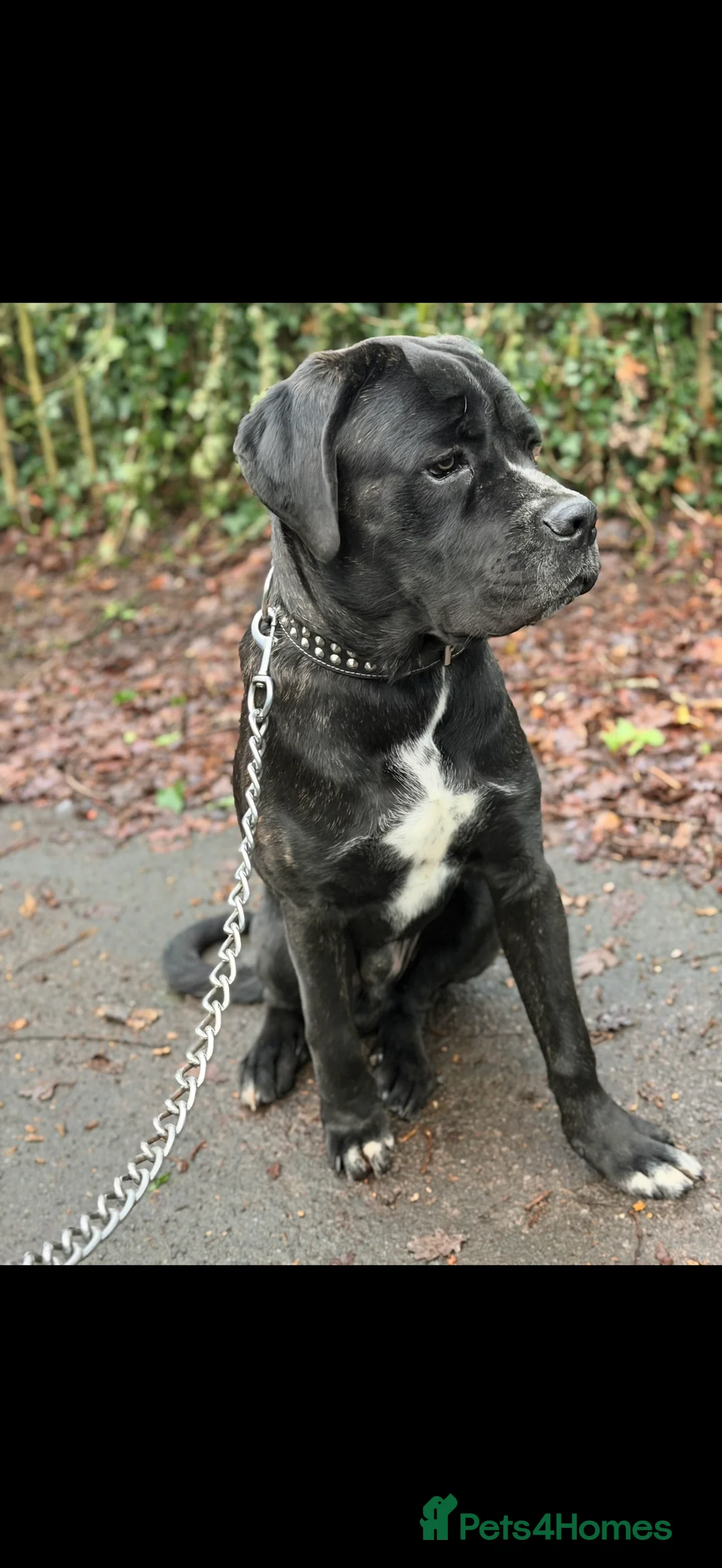 Cane Corso dogs for sale: Gorgeous Cane Corso  - Advert 4