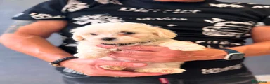 Puppy 2