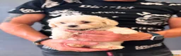 Mixed Breed dogs for sale: Bichon Maltese puppies - Advert 2