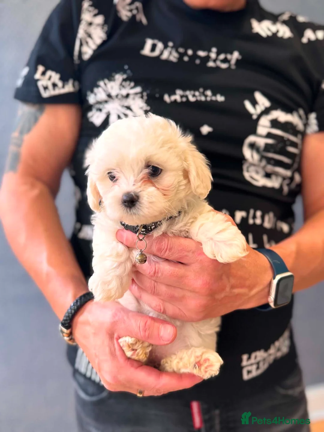 Mixed Breed dogs for sale: Bichon Maltese puppies - Advert 2