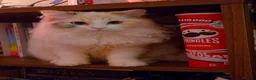 Mixed Breed cats for sale: Kitten for rehoming - Advert 2