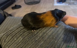 Guinea Pig rodents for sale: beautiful boy and girl  - Image 5