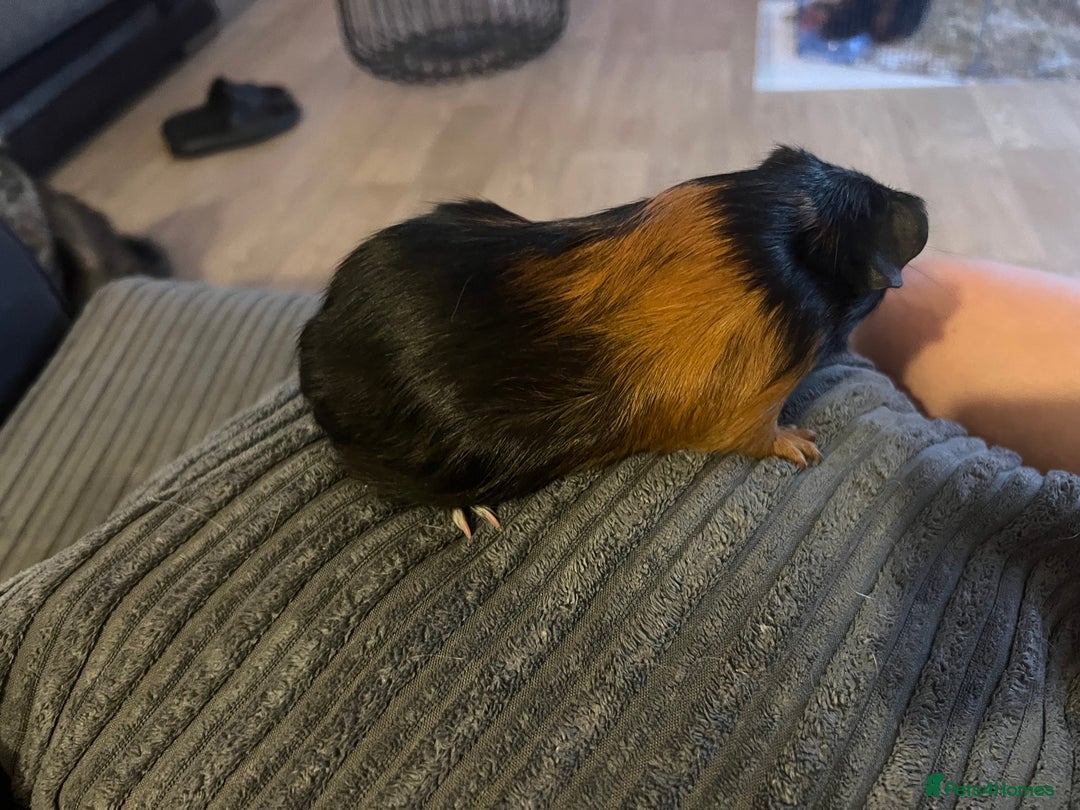 Guinea Pig rodents for sale: beautiful boy and girl  - Image 5