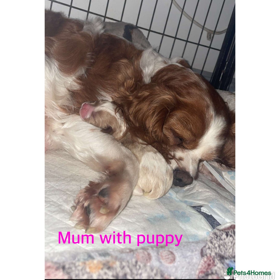 Cavalier King Charles Spaniel dogs for sale: Cavalier King Charles spaniel puppy - Advert 5