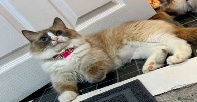Ragdoll cats - Advert 7
