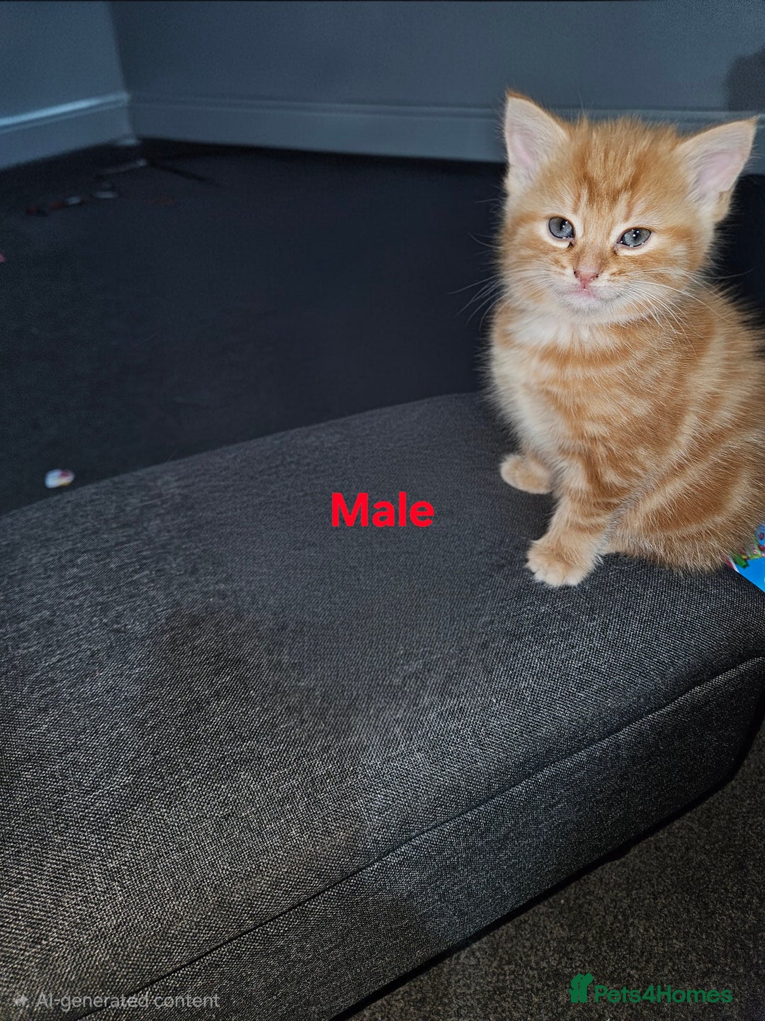 Mixed Breed cats for sale:  1 male, 1 female ginger kittens for sale.   - Advert 6
