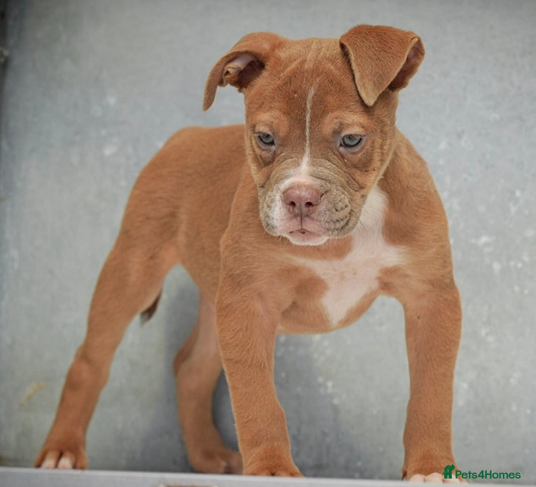 Old Tyme Bulldog dogs for sale: 5⭐️STAR RATED LICENSED🛑🛑READY TO LEAVE NOW, - Image 6