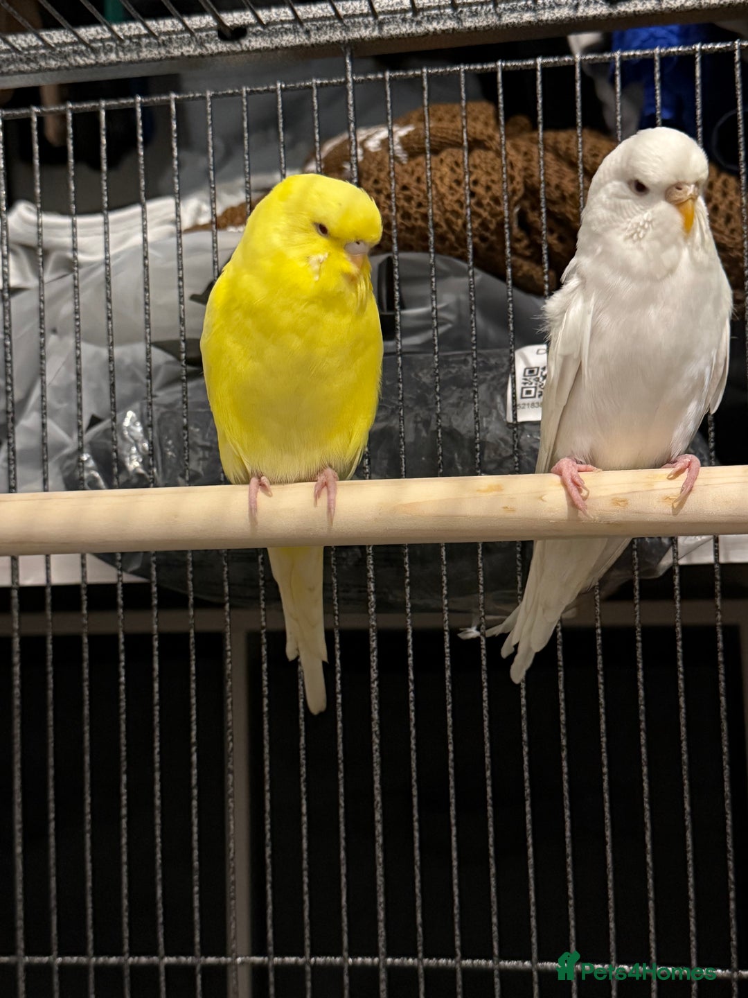 Budgerigars birds for sale: Budgies for sale  - Advert 5