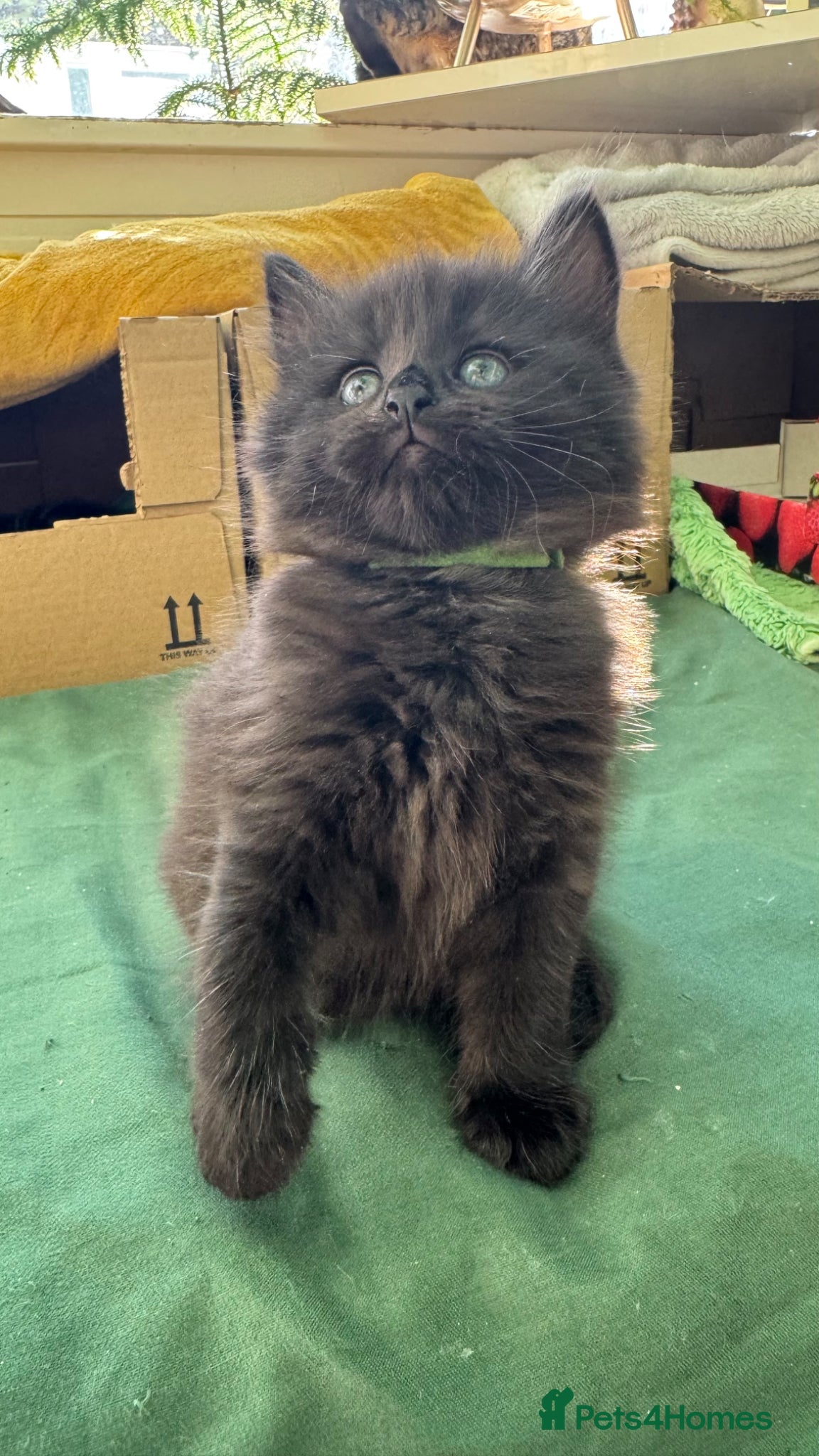 Mixed Breed cats Beautiful kittens 🐈‍⬛  - Advert 2