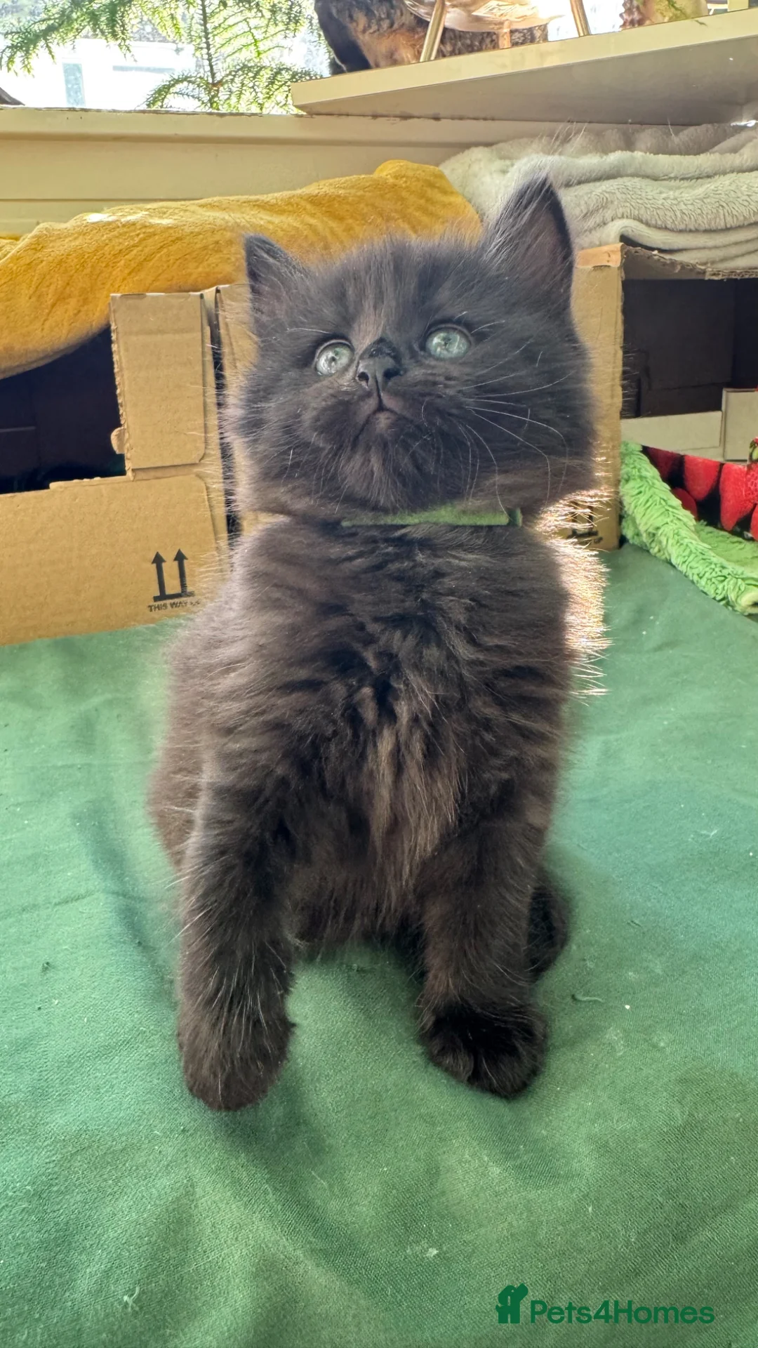 Mixed Breed cats for sale: Beautiful kittens 🐈‍⬛ READY from 25/04 - Advert 2