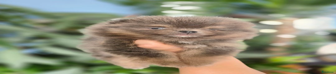 Pomeranian Puppy 2
