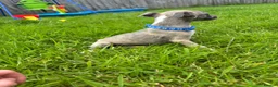 Whippet dogs for sale: Stunning KC registered whippet puppies - Advert 3