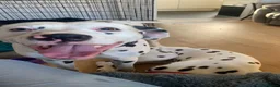 Dalmatian dogs for stud: Proven KC Dalmatian stud baer+\+ in Wigan - Advert 26