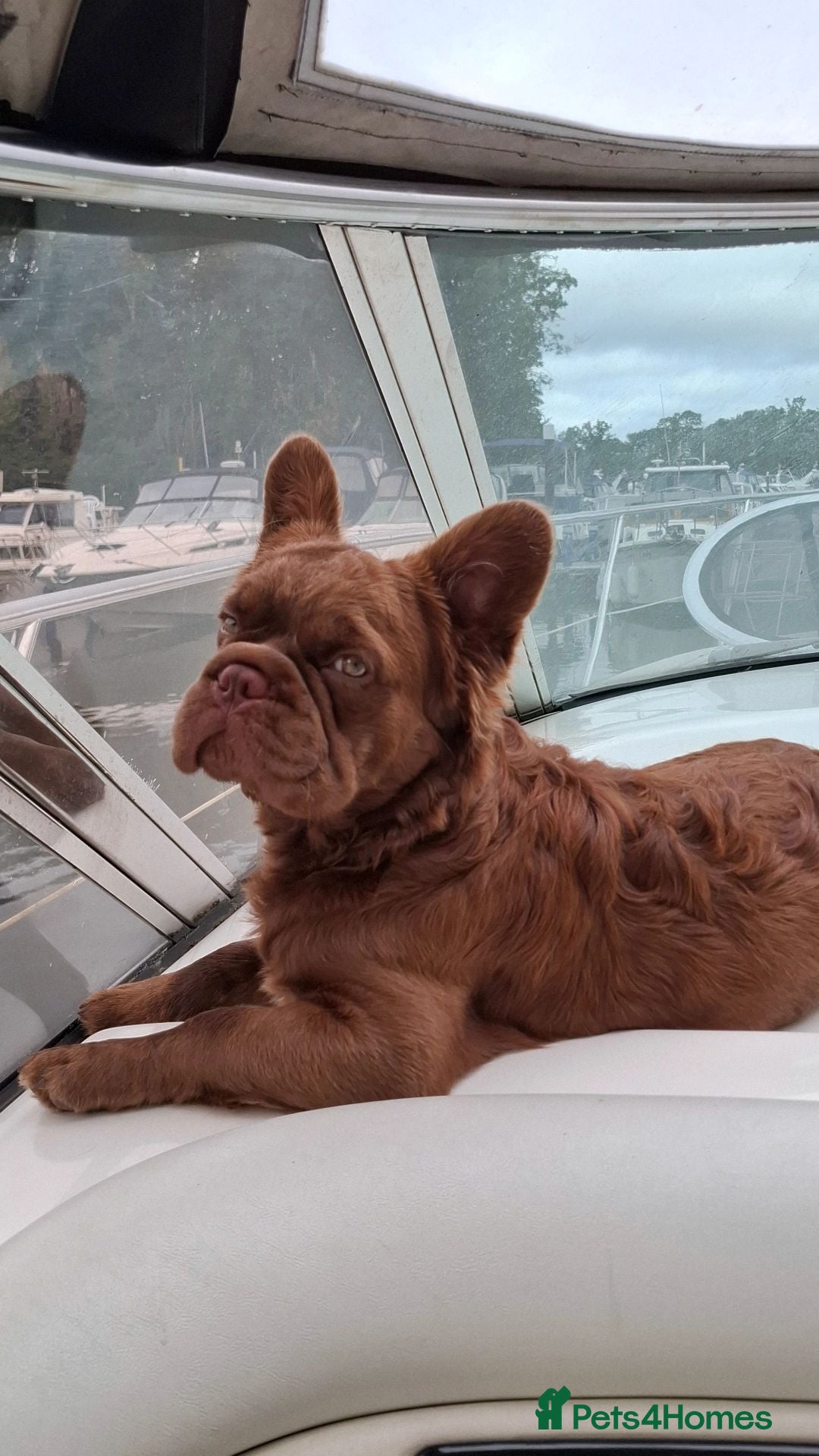 French Bulldog dogs Chewbacca - Advert 4