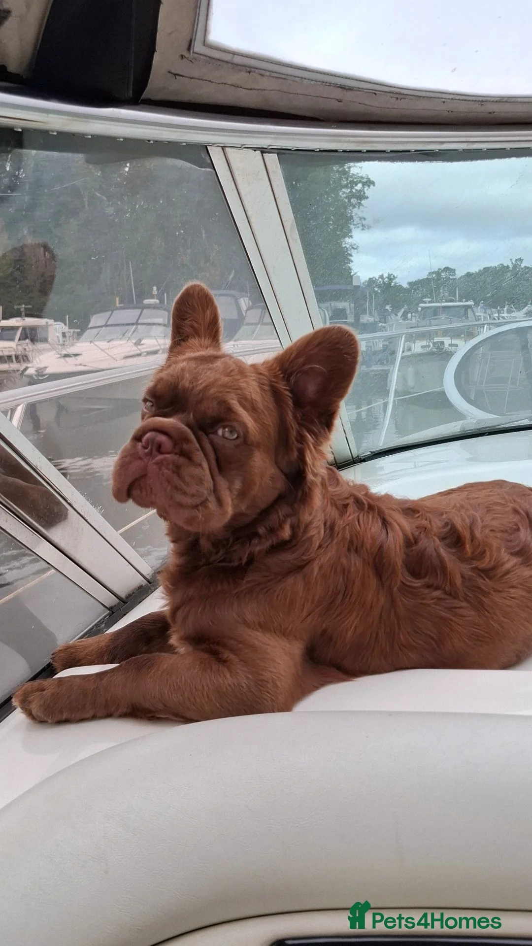 French Bulldog dogs for sale: Chewbacca - Advert 1