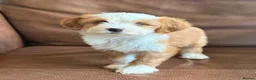Tibetan Terrier dogs for sale: Beautiful Kc Registered Tibetan Terrier Puppies - Advert 20