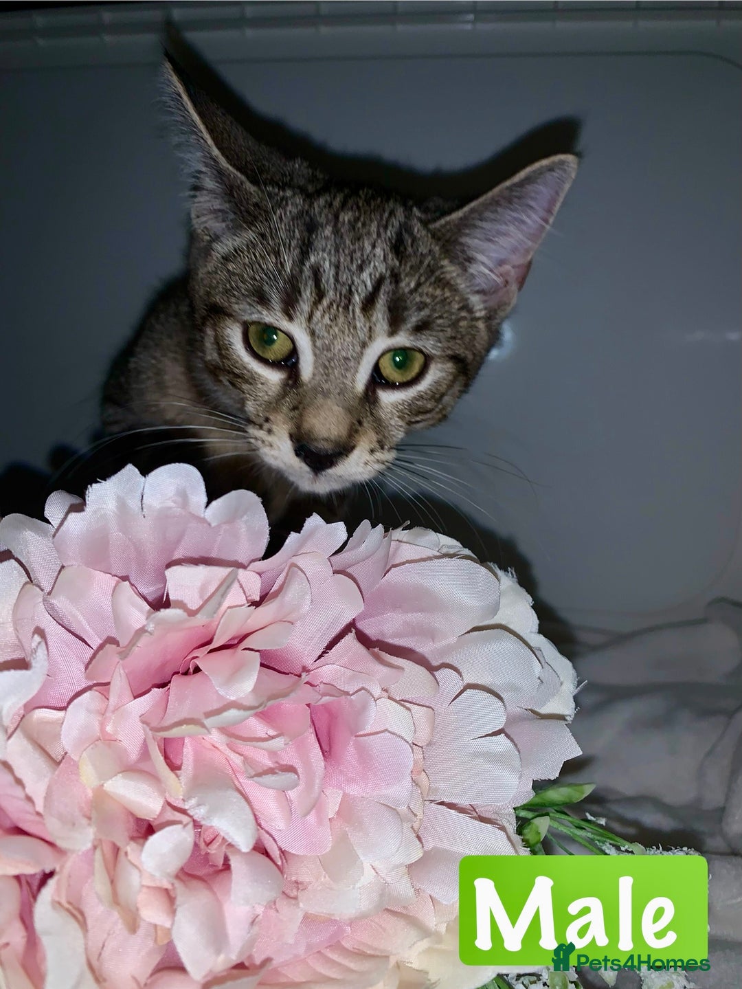 Mixed Breed cats for sale: Beautiful kittens Ready Now ( Kitten pack) - Image 4