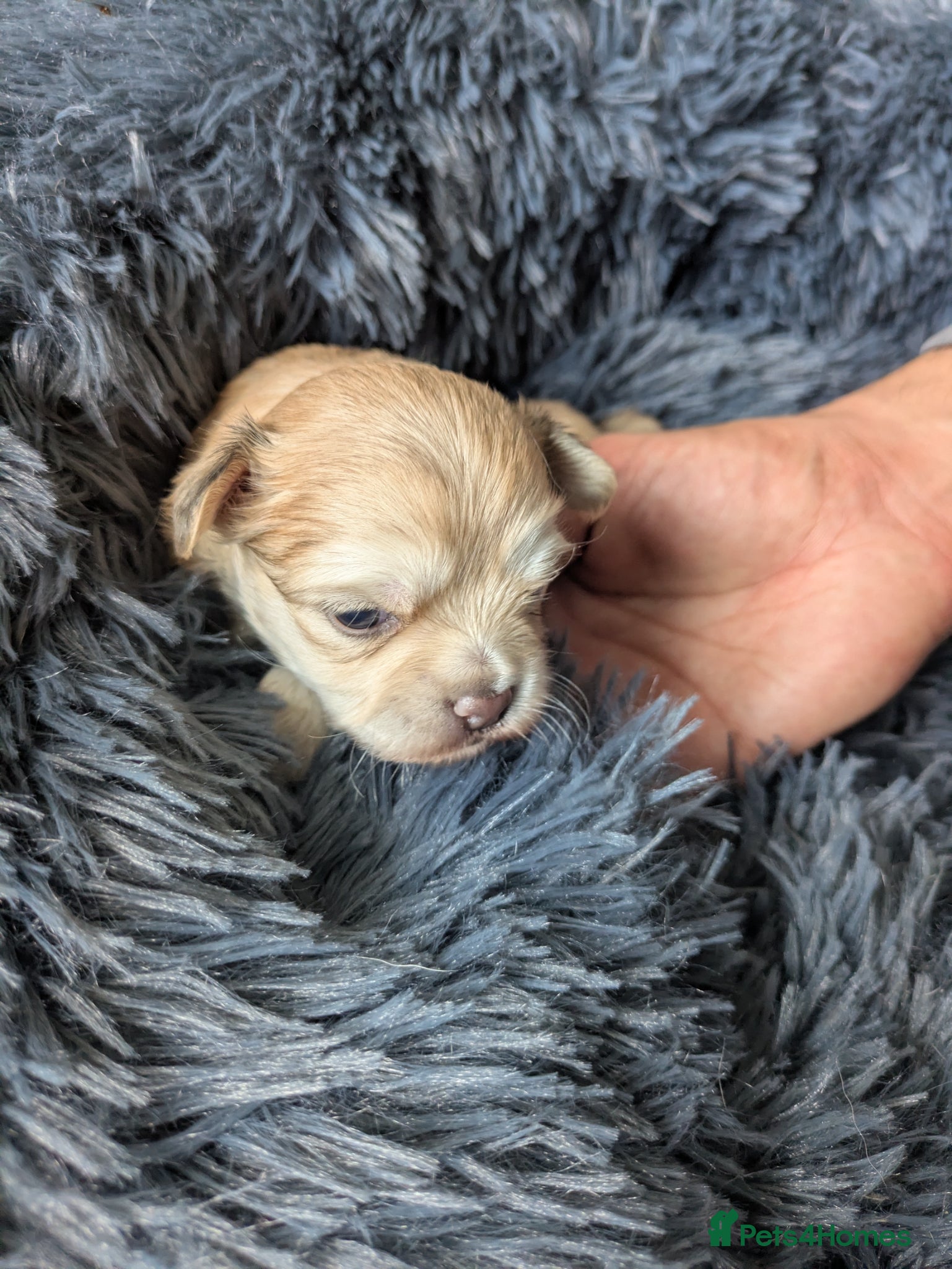 Chihuahua dogs Longhaired pedigree chihuahuas - Advert 2