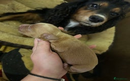 Cocker Spaniel dogs for sale: 2 X registered cocker spaniel pups for sale - Image 5